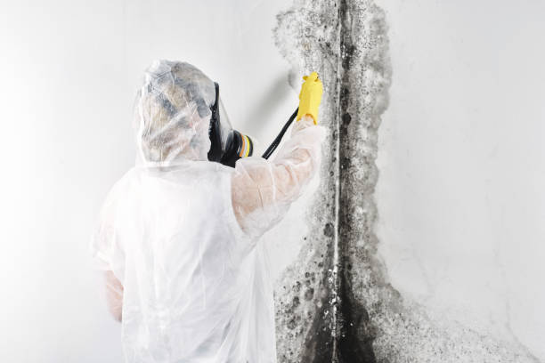 Best 24-hour water damage restoration  in USA